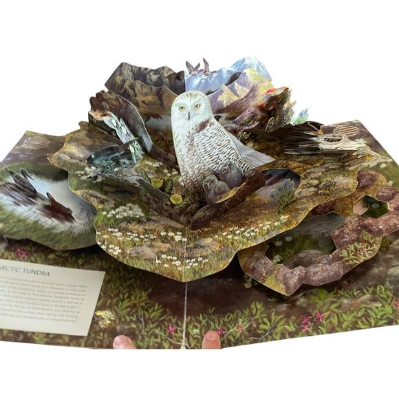 Birdscapes Pop Up Book Celebration of Bird Songs in Stereo M. Chu & Cornell Labs - Picture 12 of 14